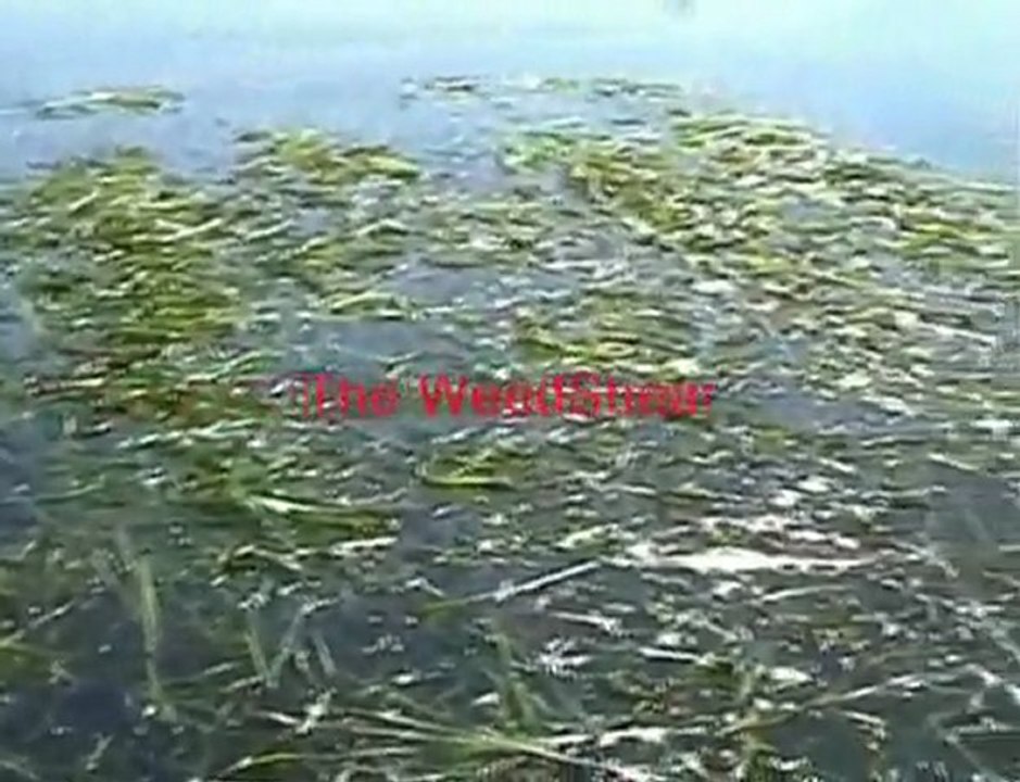 Pond Weed Removal Control Tools video Dailymotion