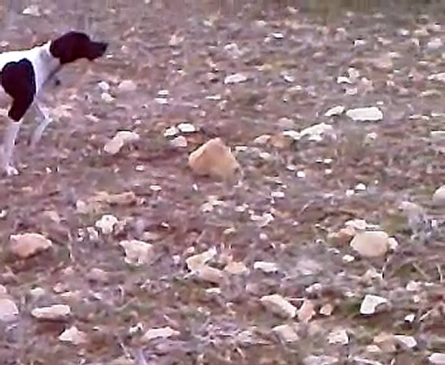 pointerin tavşan yatağına ferma