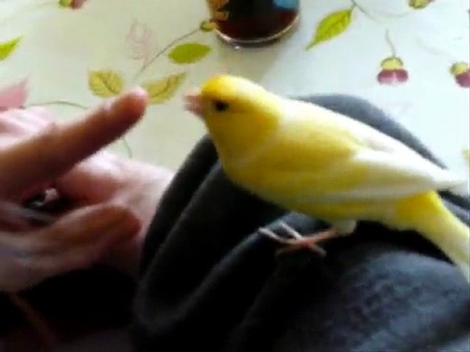 joli canari 3