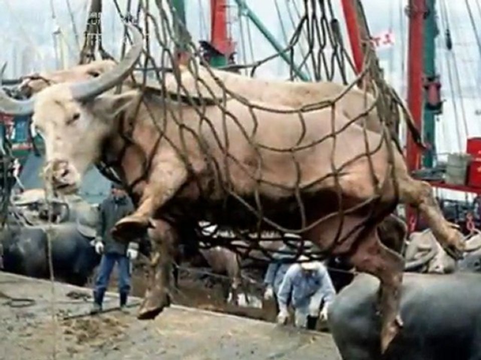 Vejetaryen Kulubu TR  / Empathy for animals...