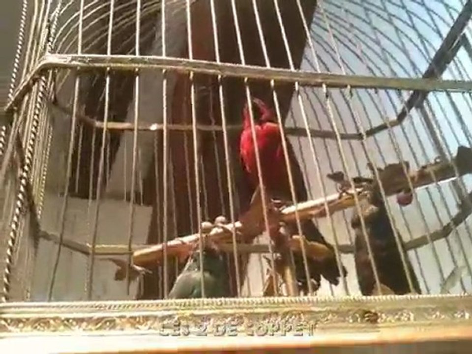 Les oiseaux siffleurs du Musée Baud de L'Auberson...