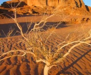 Ömür boyunca aramak....