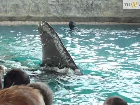 Rekiny w basenie - spektakl Teatru Lalek w Aquapark Wrocław