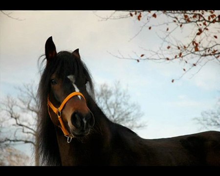 angels can fly ! ag angels shana ! peruvian paso