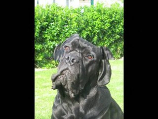 Cane corso Cyrius