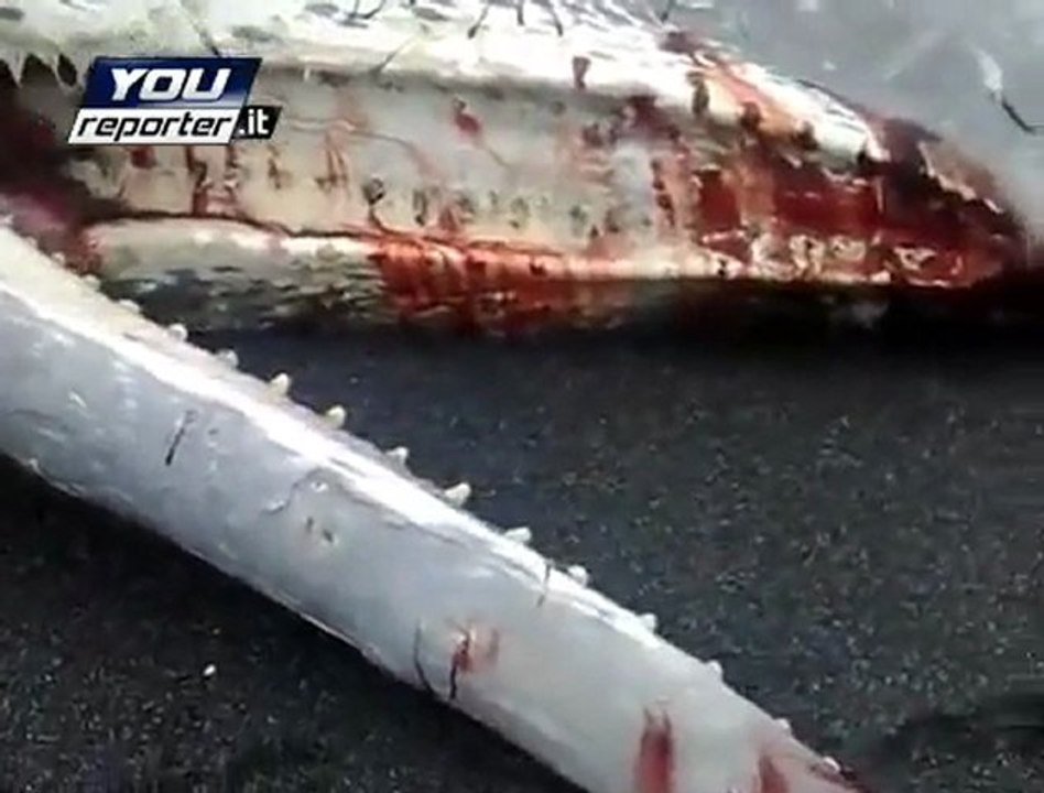 Capodoglio spiaggiato a Praia a Mare