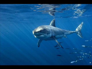 Unsere Ozeane Online Stream Part 1