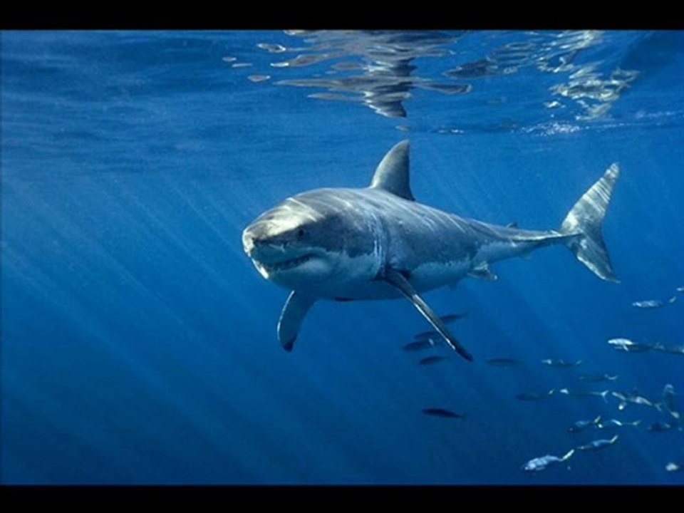 Unsere Ozeane Online Stream Part 1