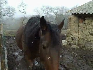 chevaux6.2..2010 004