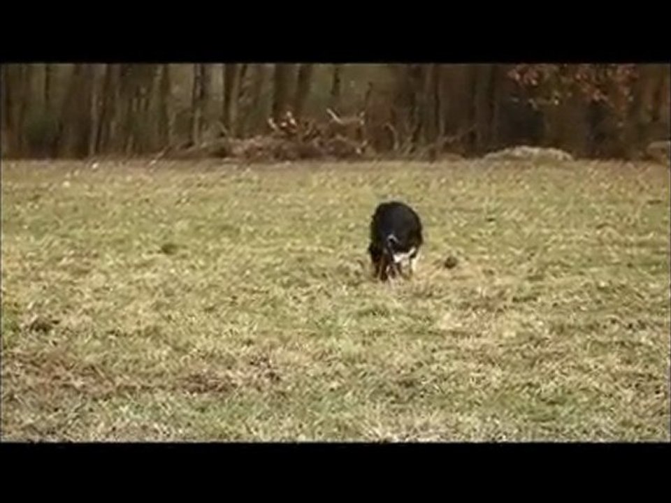 Pepsi & Cayenne au Frisbee