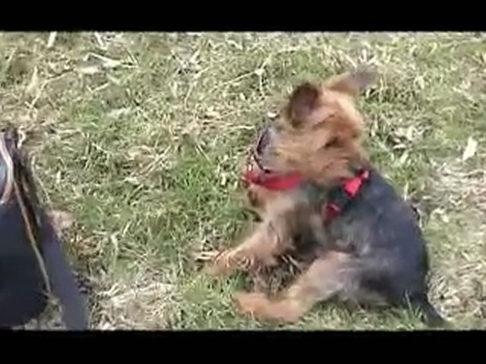 BALLADE BOULEDOGUE