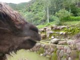 [Pérou] Lamas, Alpagas and co...