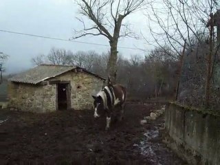 chevaux6.2..2010 005