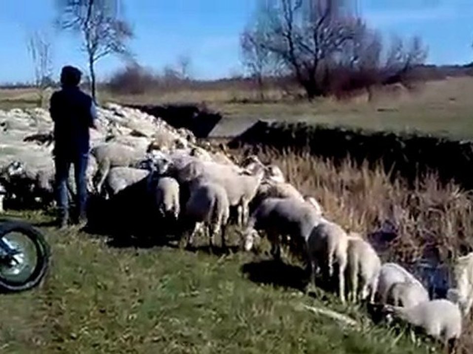 Mouton !
