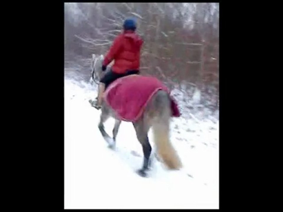 Ballade dans la neige au haras 1