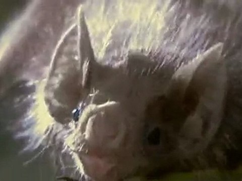 Jean-Jacques RAYBAUD Les VAMPIRES Le SEL de CAYENNE Extrait