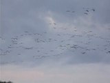 Grues cendrées au lac de Puydarrieux (65) (Grus grus)