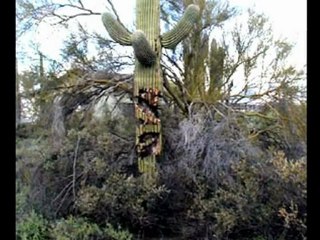 Funny Cactus, Fake Sunglasses, & Silly Hats