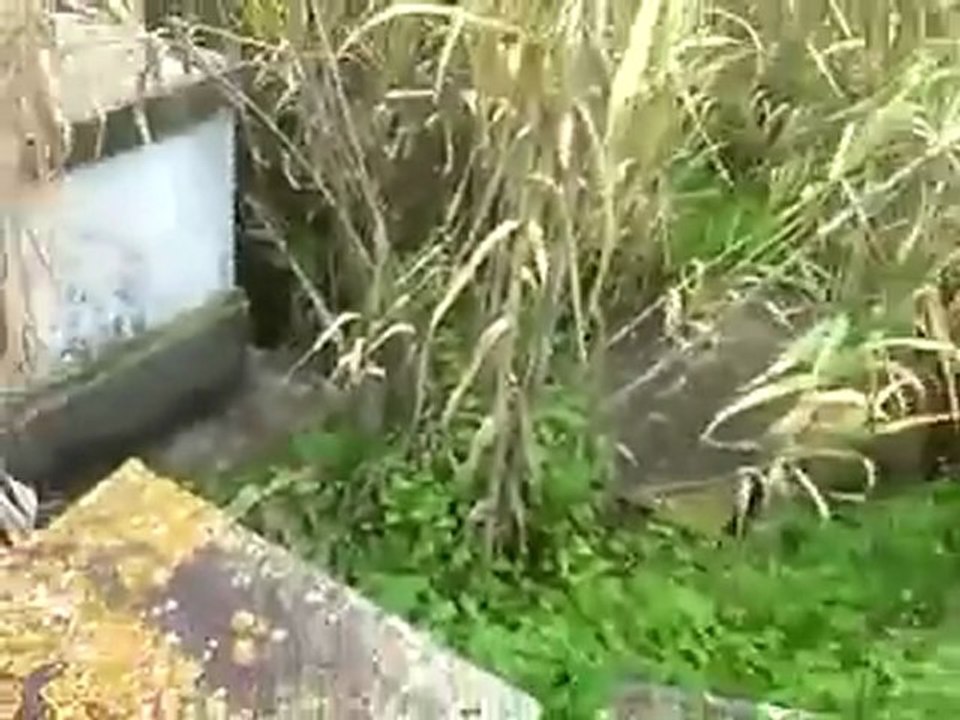 Cimetiere juif de Tunis