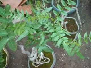 Arboles especiales bunjín