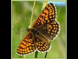 papillons de la fin de l'été 09.2009