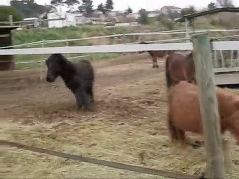 poneys au paddock