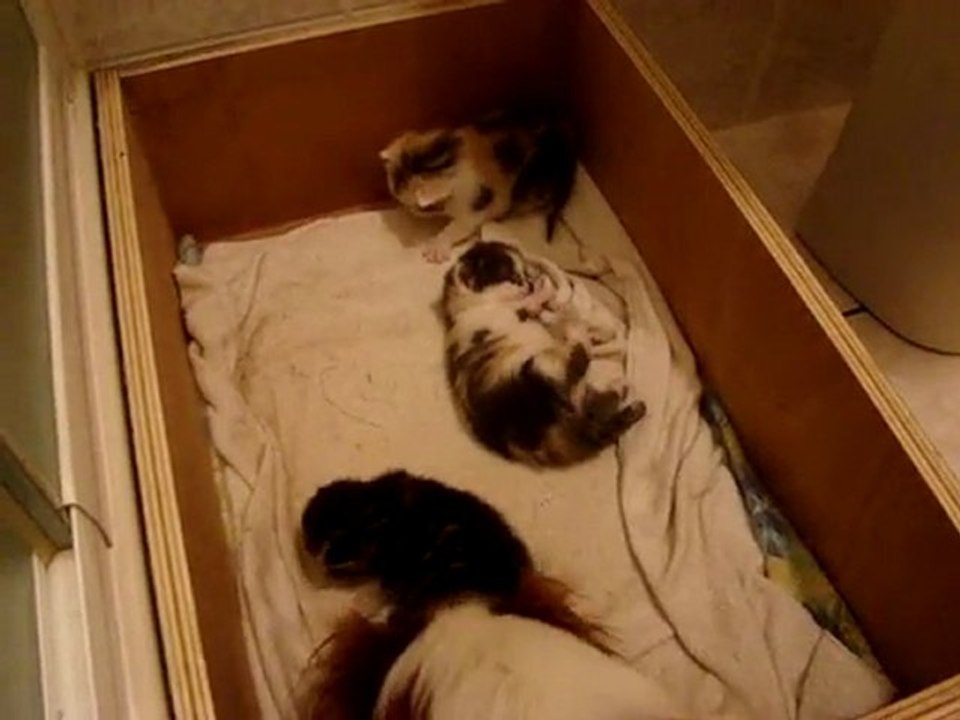 Chatons Cannelle 07/03/2010