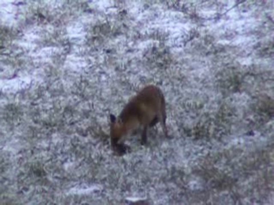 Renard qui mulote