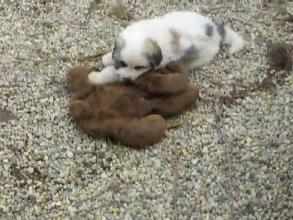 Chiots de Dustie dans le parc à 1 mois et une semaine.