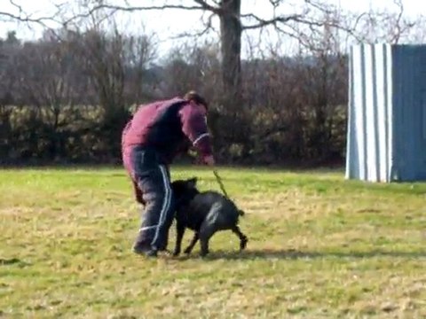 Darzan Cane Corso au mordant (ring)