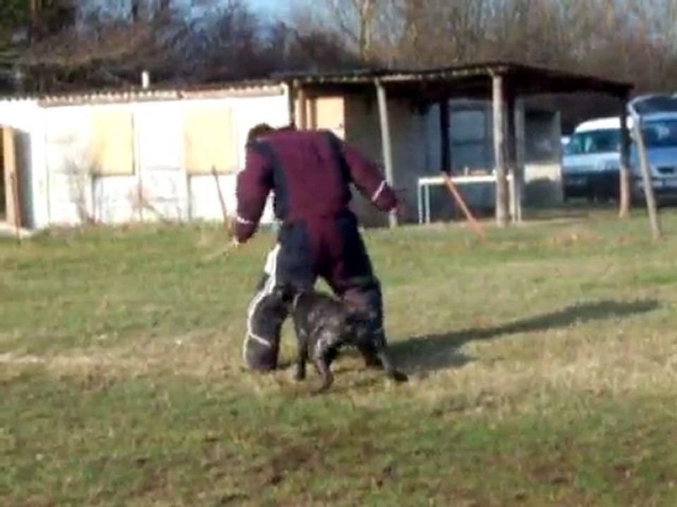 Darzan Cane Corso au mordant (ring), fuyante
