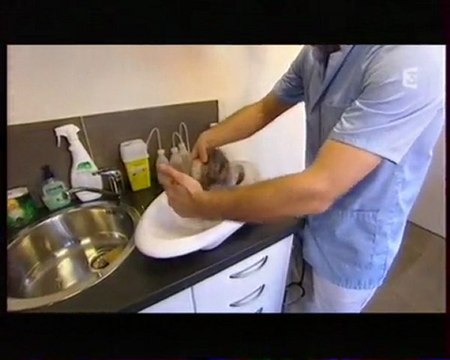 Asso les furets de la 2eme chance 30 millions d'ami