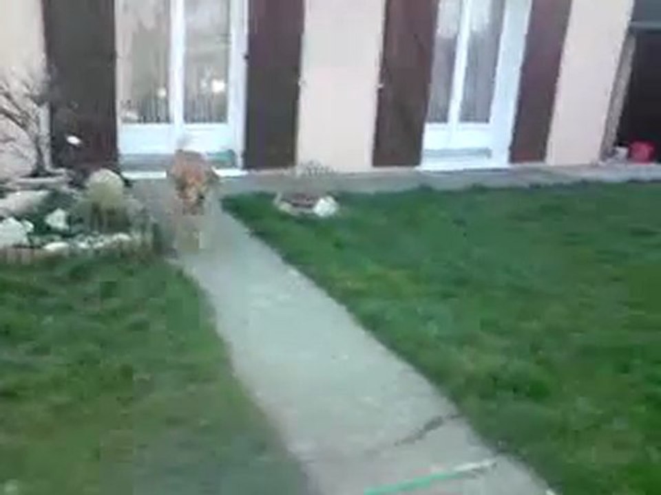 Jumping Flyp