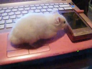 flocon mon hamster