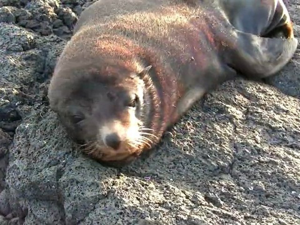 GALAPAGOS - Isabela