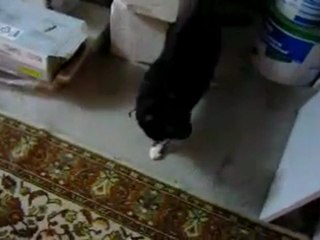 cpt exploratoire duu chat