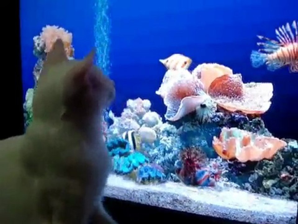 Mimi veut du poisson !
