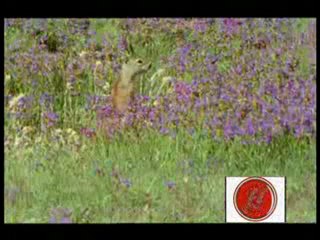 DMX - Луговая собачка