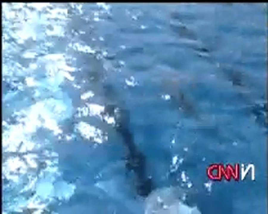 SportSchwimmen mit Krokodil