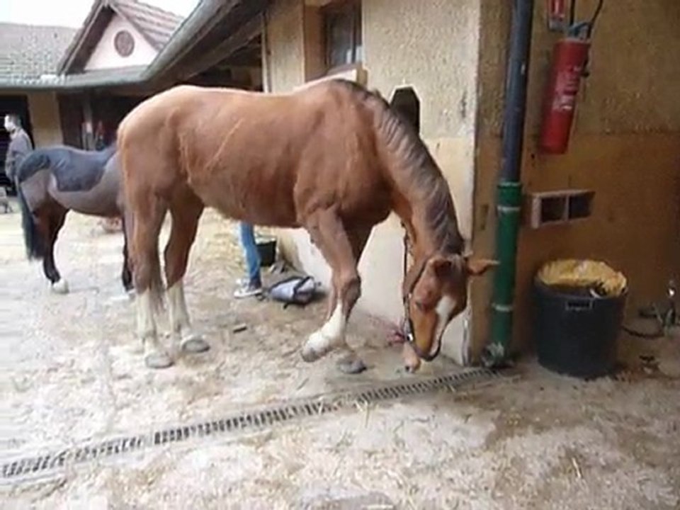 Kami ; tu gratte poulette .