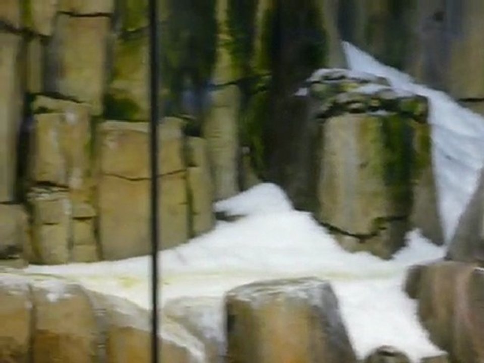 Pingouins