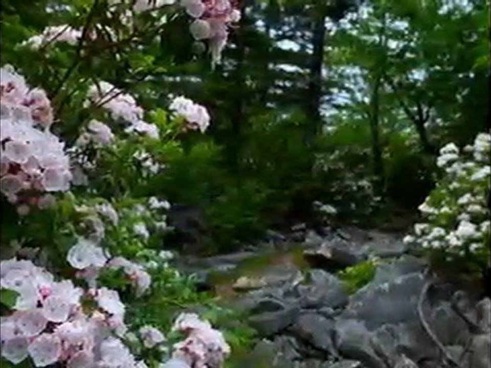 Spring Flowers