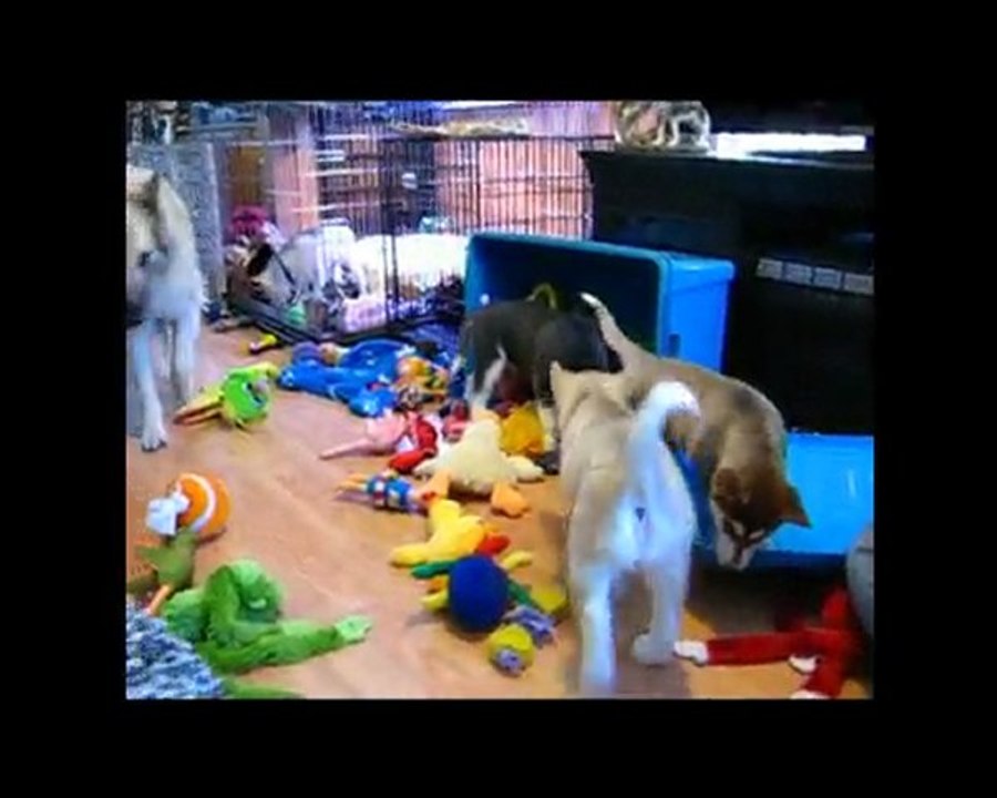 Vega chez les huskies!
