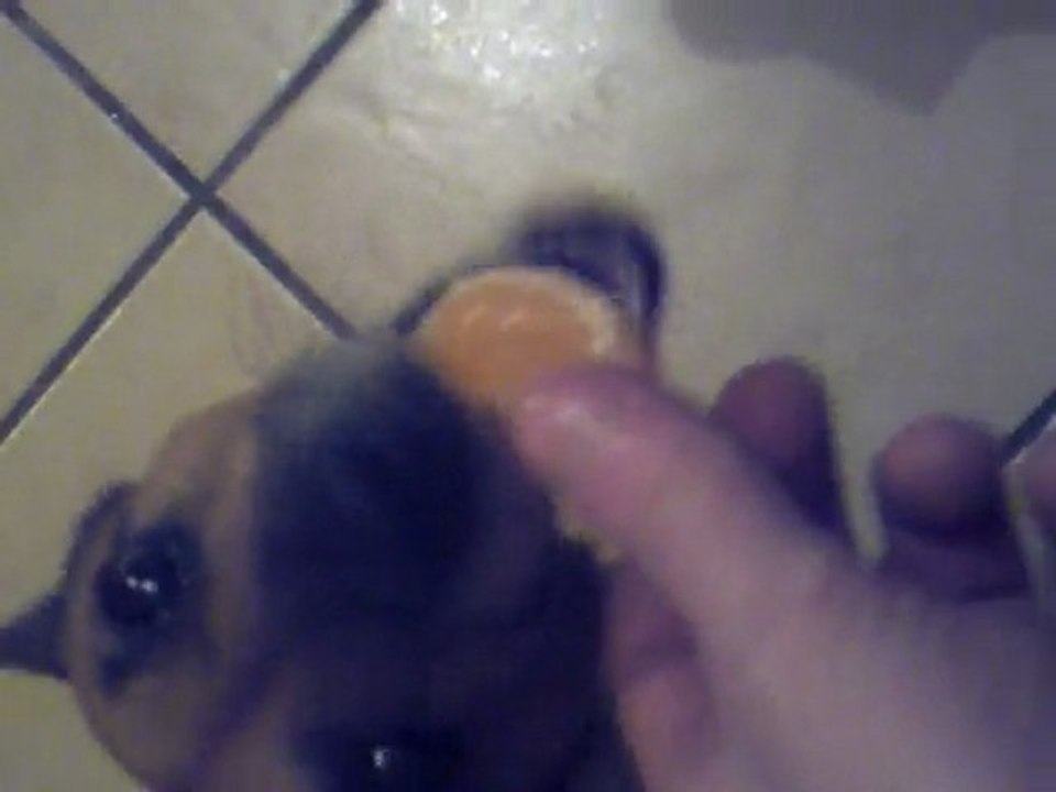 NENETTE AIME LES CLEMENTINES