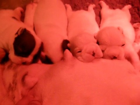 CHIOTS CHANIA-DEÏA & AL CAPONE