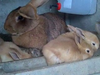 a table les petits lapins
