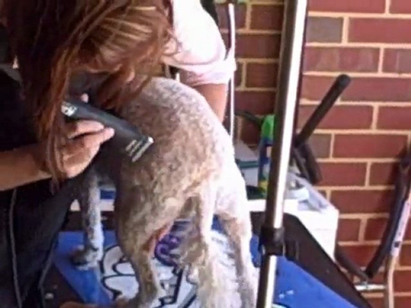 ⁣Perth Dog Grooming - Poodle X Spaniel