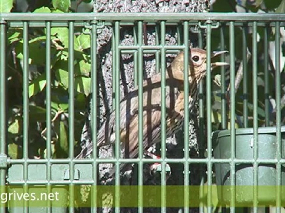 Grive musicienne - Ramage grive musicienne - Grive ramageuse