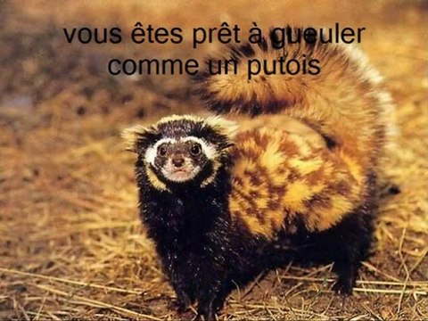 La langue Française termes empruntés au monde animal