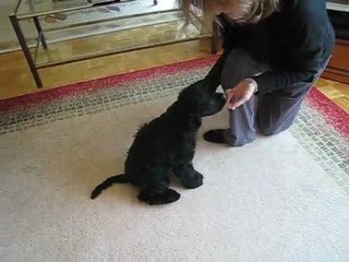 Gédéon des Perles d'Onyx dit Saxo à trois mois et demi